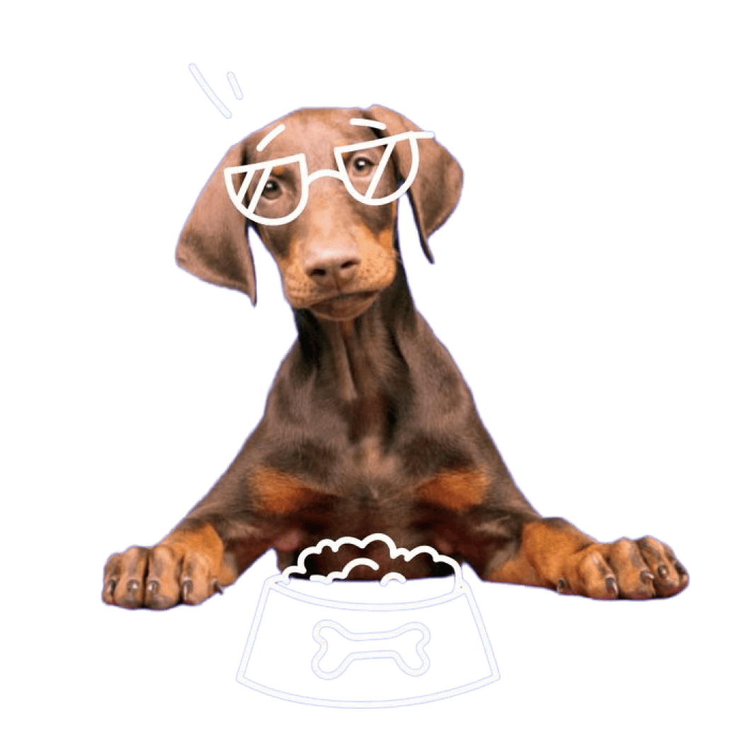 Pet Care Image